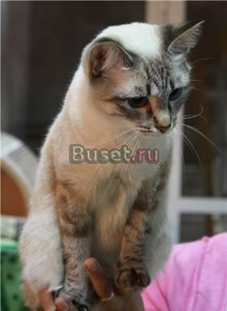 Меконгский бобтейл котята Ростов-на-Дону