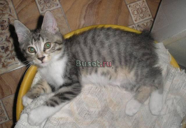 Бобтейл курильский котята Ростов-на-Дону
