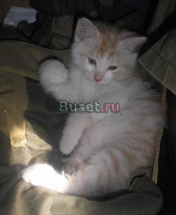 Бобтейл курильский котята Ростов-на-Дону
