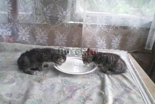 Котятки  полосатики ждут хозяев Санкт-Петербург