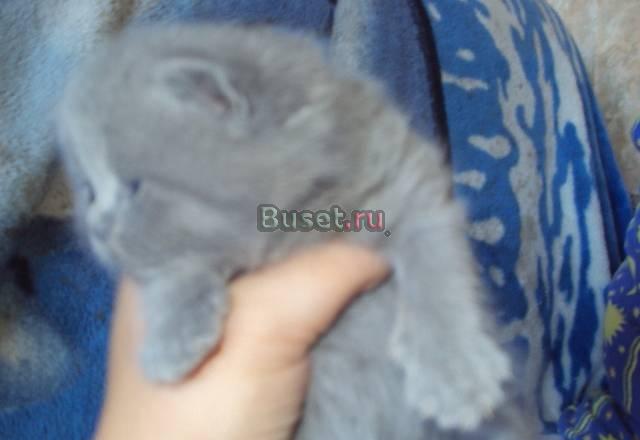 Британские котята Санкт-Петербург