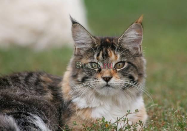 Котята мейн кун Владивосток