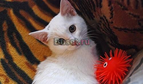 Кошечка Белка хочет домой Санкт-Петербург