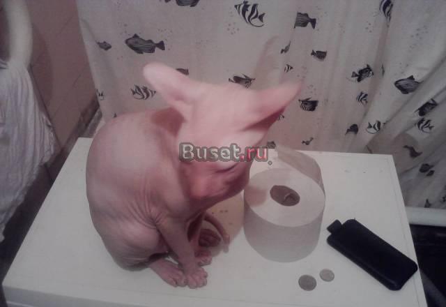 Кот донской сфинкс 1г.9м.за 4000 Москва