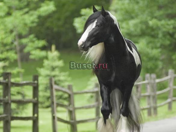 Цыганский уегпа жеребца для продажи Москва