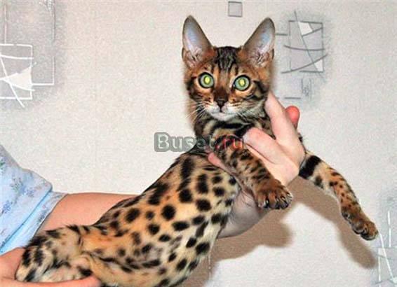 Ищу фотографа. Фотосессия мужчина с леопардовым ко Москва