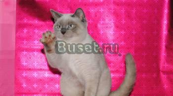 Шикарные британские котята Москва