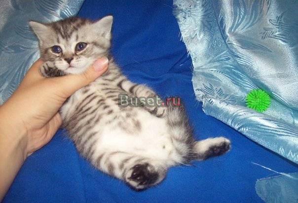 Шотландские прямоухие и вислоухие котята Санкт-Петербург