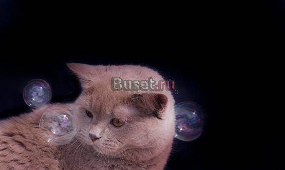 Чистокровные британские котята Краснодар
