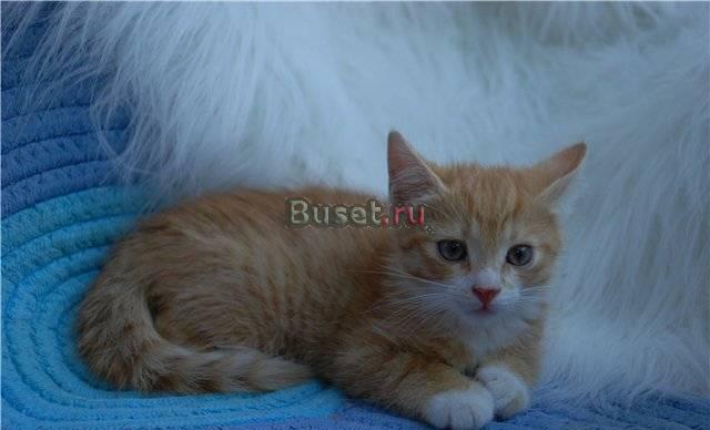 Три котенка очень хотят домой Санкт-Петербург