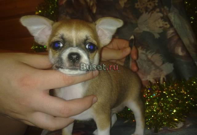 Чихуахуа клубные щенки от титулованных родителей Москва