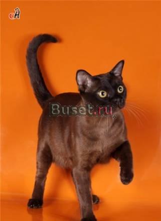 Котята американской бурмы (бурманские) Пермь