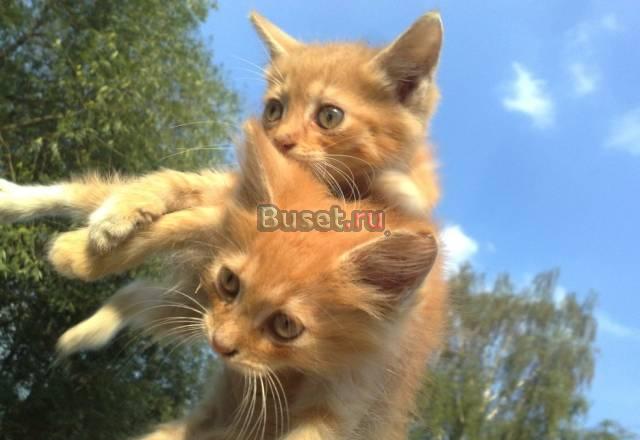 Рыжие солнышки Саймон и Сильва 2 месяцев Москва