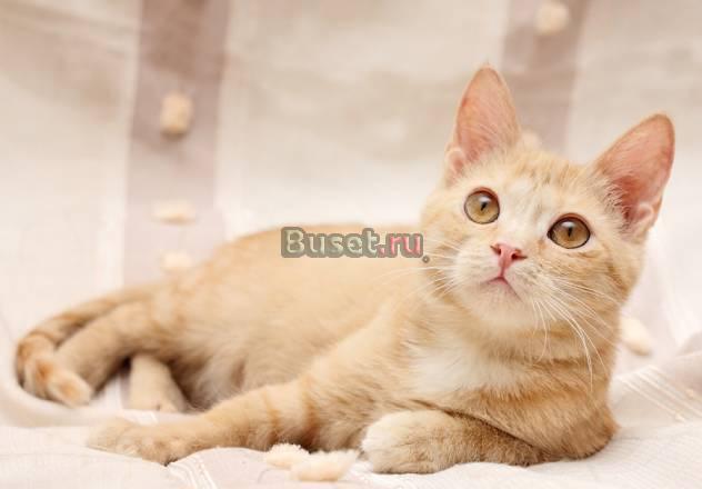 Замечательные котята ищут дом Санкт-Петербург