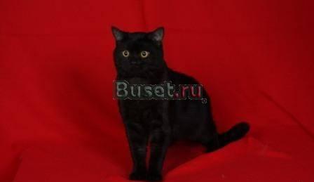 Скоттиш Страйт приглашает на вязку Брянск