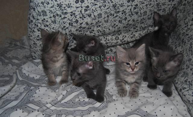 Котятки, очень красивые) Москва