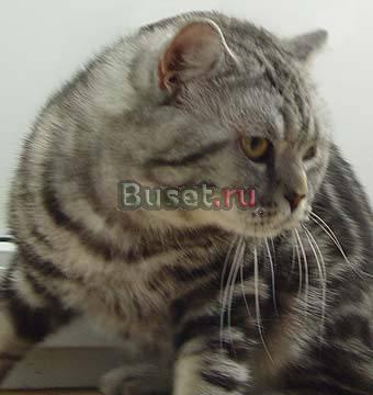 Отдам даромнашли котика Санкт-Петербург