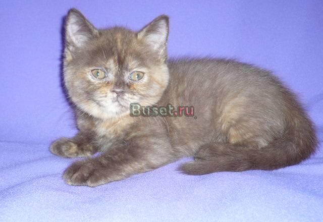 Котята шотландской кошки Москва