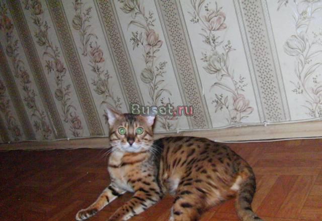 Приглашаем  на вязку Москва