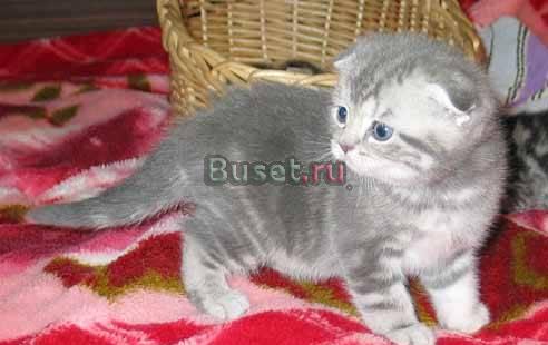 Шотландский вислоухий котик мраморного окраса Санкт-Петербург