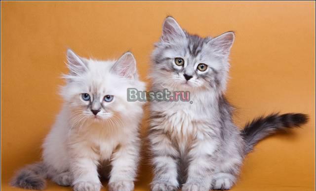 Питомник предлагает котят Москва