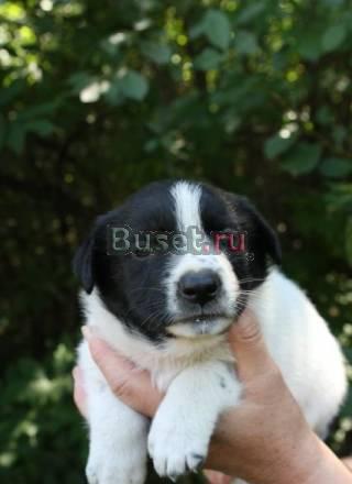 Щенок-девочка,1,5 -2 мес, очень симпатичная ,в дар Москва