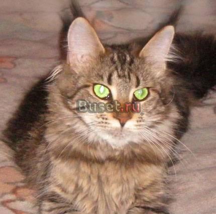 Котята от кота мейн кун и норвежской кошки Москва