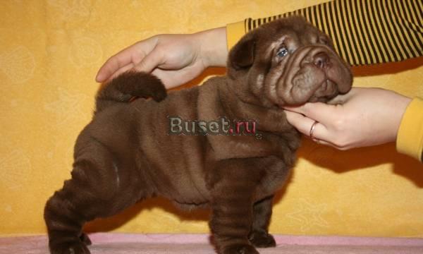 Шар-пей щенки разные окрасы (Питомник) Москва