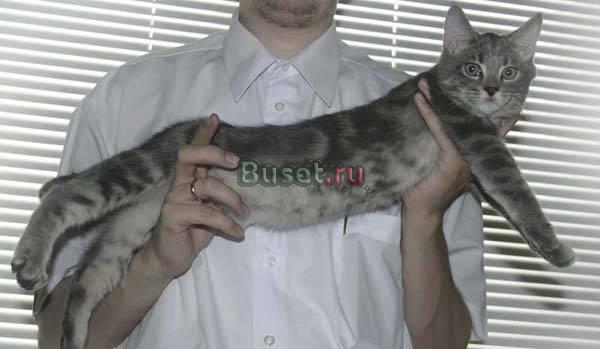 Котята Мейн-Кун Москва