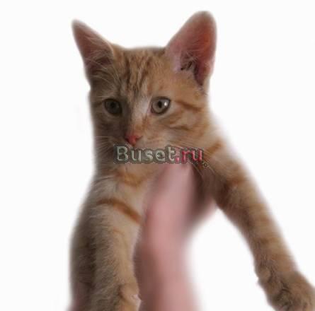 Котёнок-огонёк,  рыжее солнышко на мягких лапках Москва