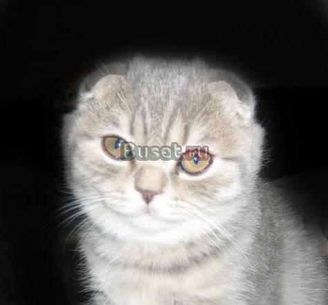 Британских котят на выставке продаю Москва
