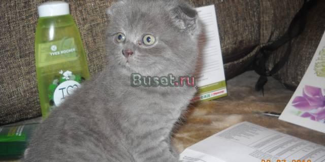 Шикарные шотландские вислоухие котятки Москва