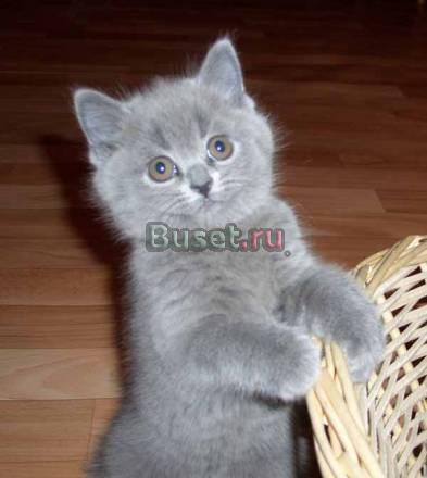 Клубные, настоящие британцы. Шоу классa Москва