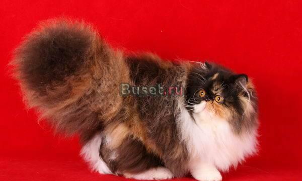 Hohloma питомник персидских и экзотических кошек Санкт-Петербург