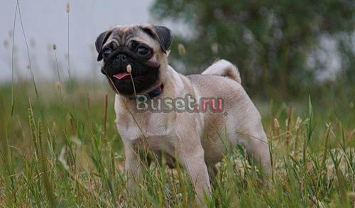 Абрикосовая девочка  мопс Москва