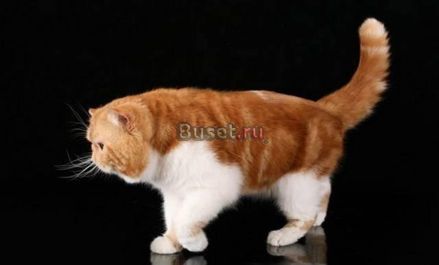 Экзоты и персы питомник Hohloma Москва