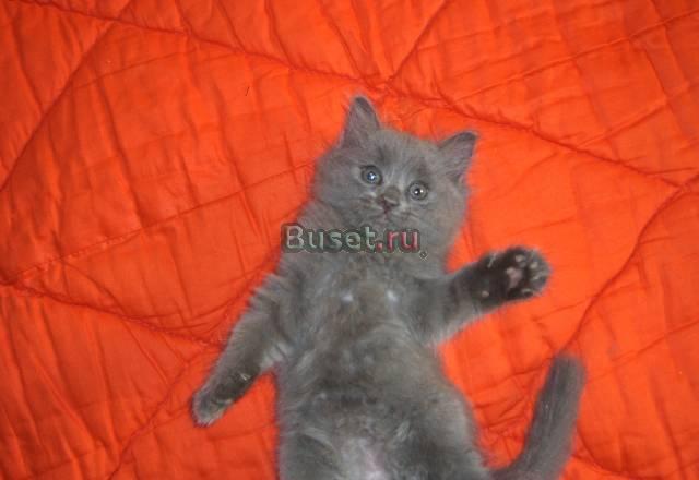 Британский котик Москва