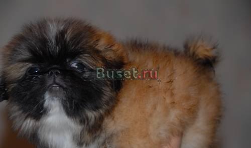 Питомник "пик-вик" Москва