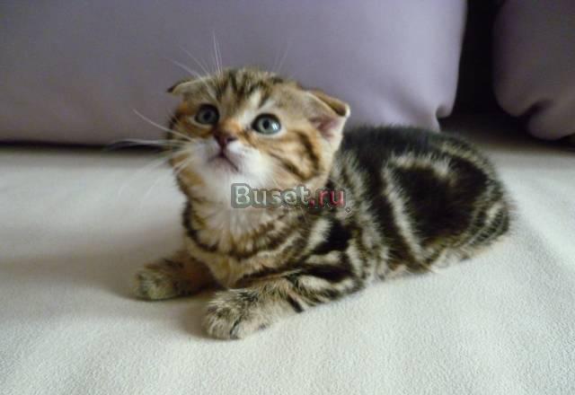 Шотландская вислоухая кошечка Самара