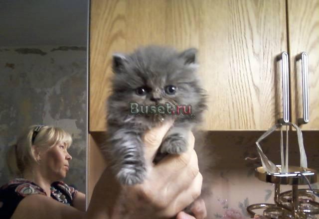 Недорого чисткровные персидские котята Санкт-Петербург