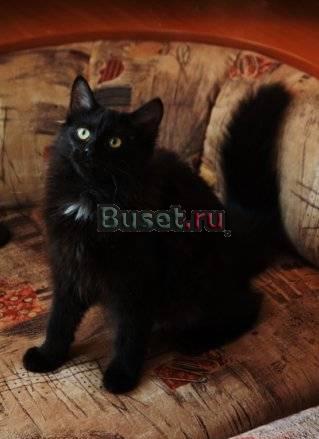 Отдам  даром,кошкув хорошие руки Москва