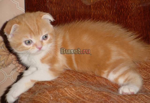 Шотландский вислоухий котенок красный мрамор Москва