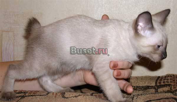 Очаровательные котята меконгского бобтейла Москва