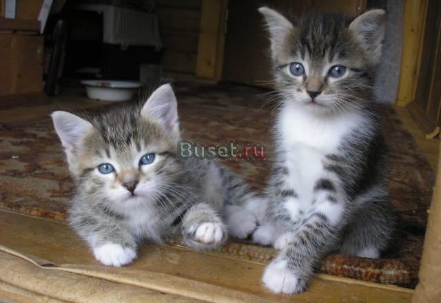 Котята в добрые руки Москва