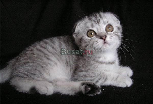 Эксклюзивные шотландские котята шоу класса Москва