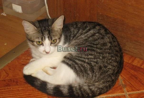 Очаровательный котенок хочет домой Санкт-Петербург