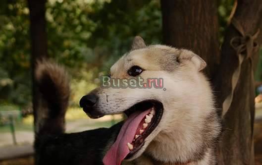 Отдается кобель лайки Москва