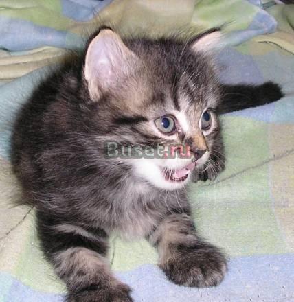 Сибирский кот Саратов