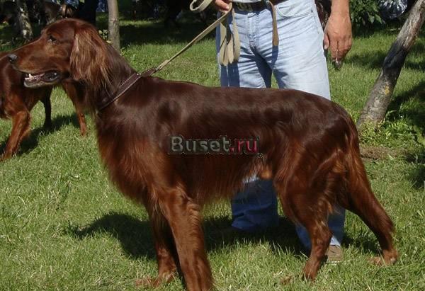Щенок ирландского сеттера. Выдающийся помет Уфа