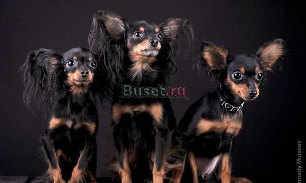 Продам щенка той террера Санкт-Петербург